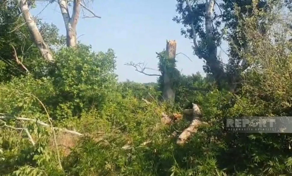 Güclü külək Xaçmazda fəsadlar törədib, onlarla kənd işıqsız qalıb