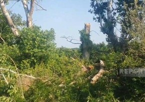 Güclü külək Xaçmazda fəsadlar törədib, onlarla kənd işıqsız qalıb