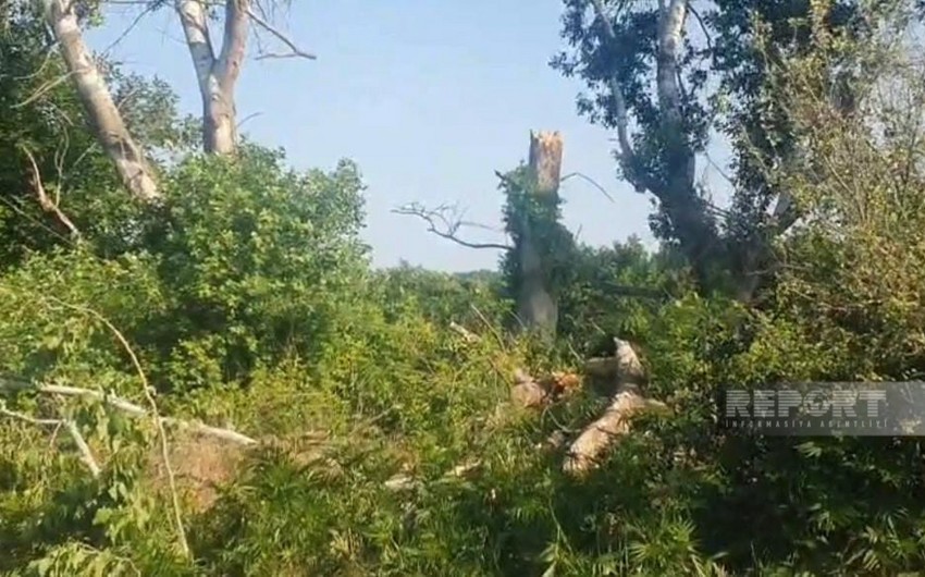 Güclü külək Xaçmazda fəsadlar törədib, onlarla kənd işıqsız qalıb