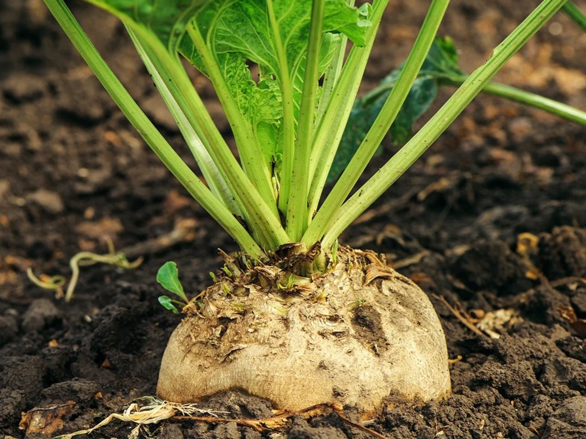 Azerbaijan resumes import of sugar beet seeds from France