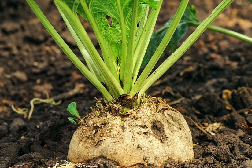 Azerbaijan resumes import of sugar beet seeds from France