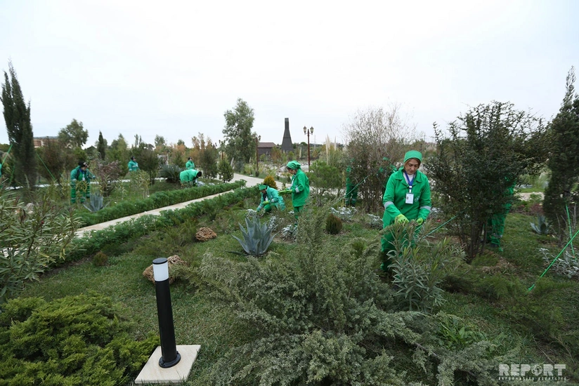 Azərbaycan neftçiləri bir gündə 100 min ağac əkiblər - VİDEO - YENİLƏNİB