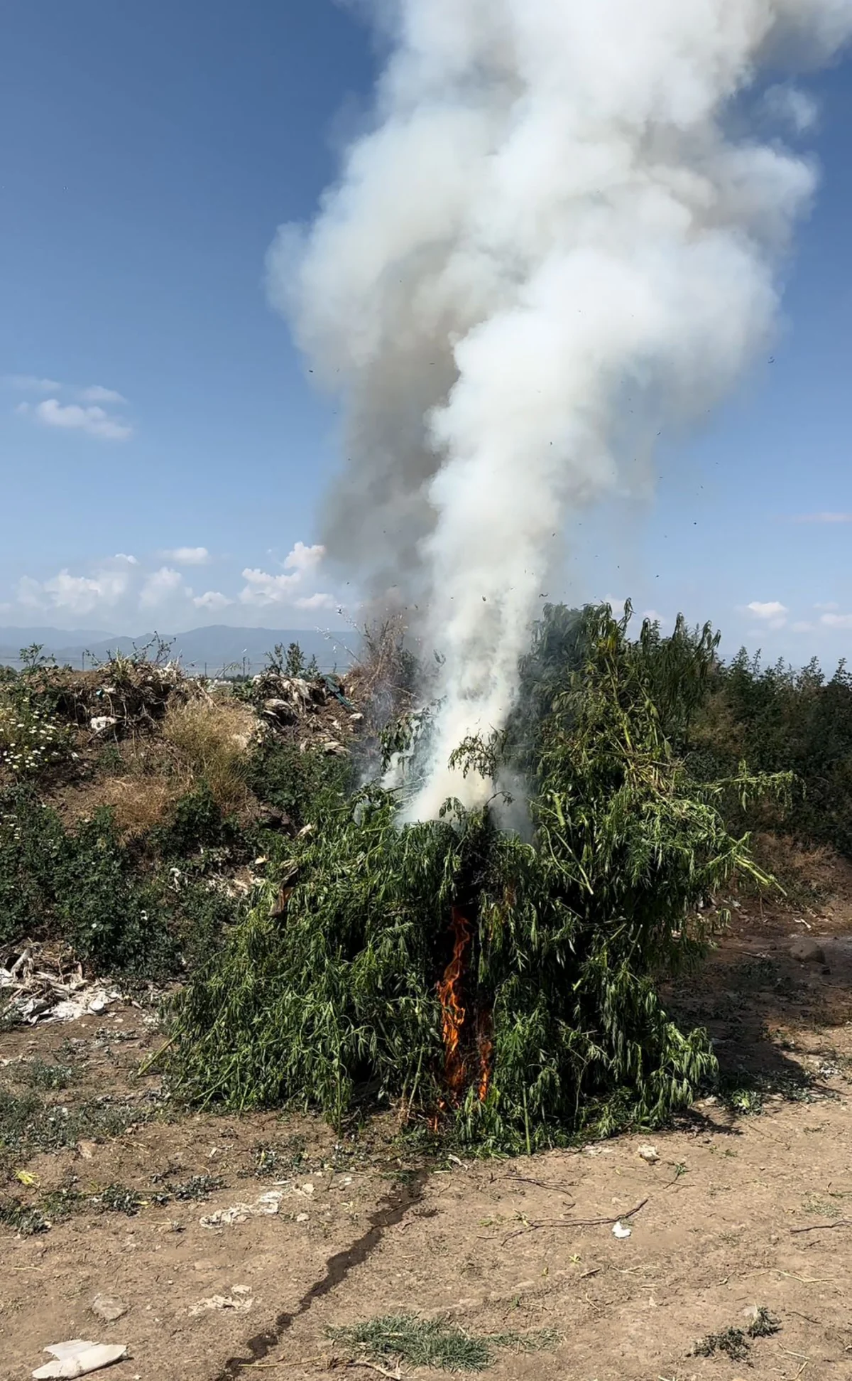 Samuxda 3 ton 100 kq çətənə bitkisi məhv edilib