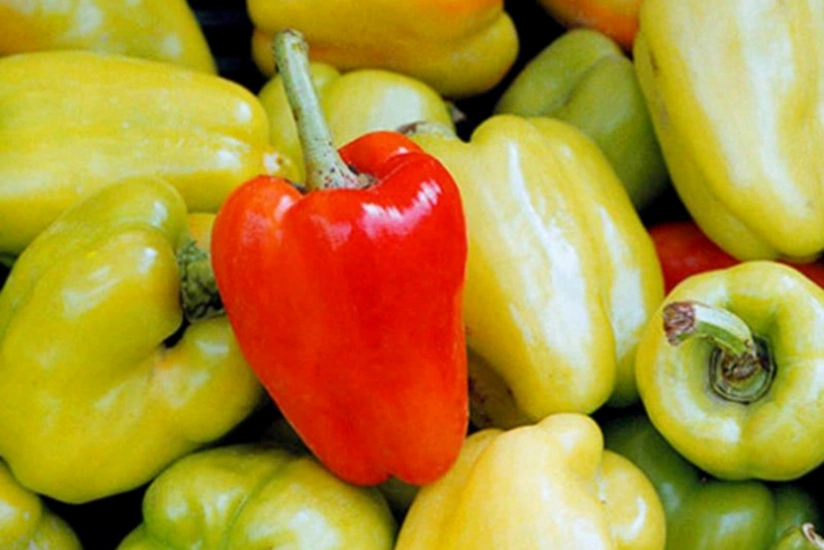 Azərbaycana gətirilən bibərdə virus aşkarlanıb