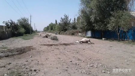 Ağdaşda dərmandan tələf olmuş heyvanlar küçənin ortasında qalıb - FOTO