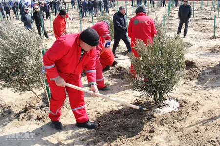 SOCAR növbəti genişmiqyaslı ağacəkmə kampaniyasına start verib - FOTOREPORTAJ