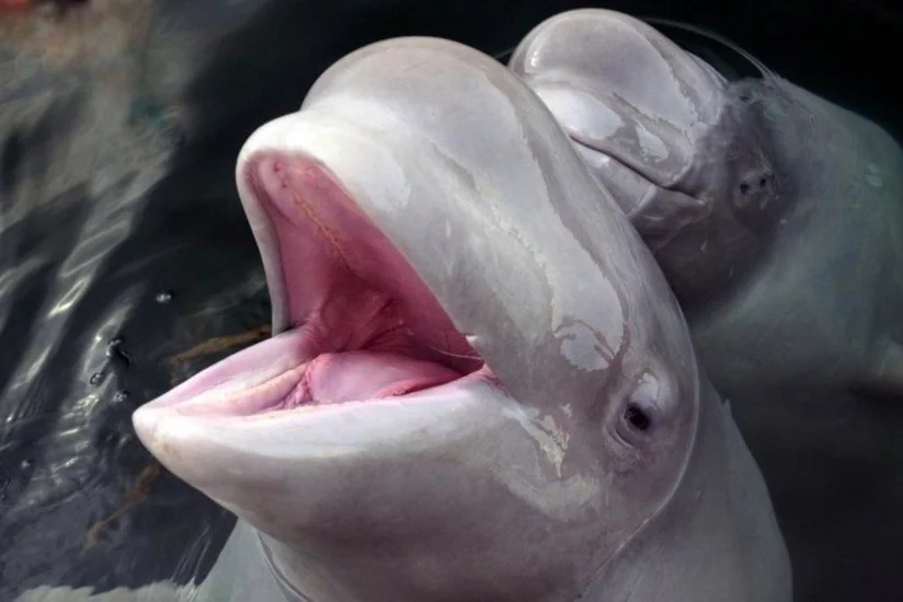 Ди Каприо присоединился к петиции в защиту косаток в Приморье