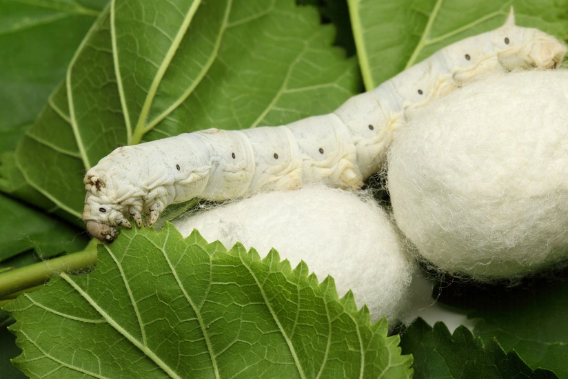 Azerbaijan begins silkworm cocoon exports to Uzbekistan