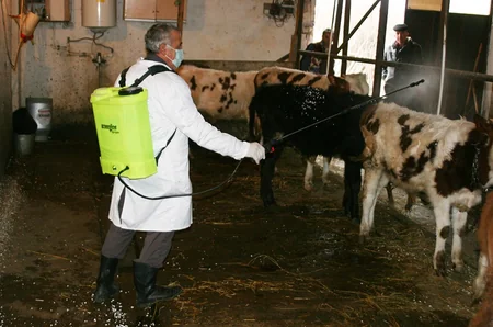 Qusarda heyvanlar arasında iti yoluxucu xəstəliklərə qarşı profilaktik tədbirlər aparılır