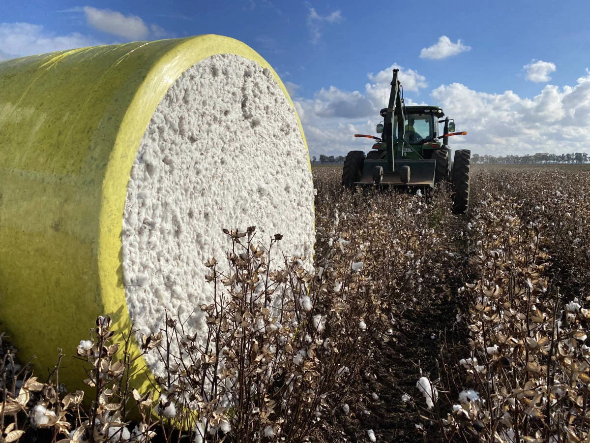 Azərbaycan pambıq mahlıcı istehsalını 37 %-dən çox artırıb