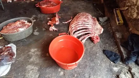 DBNX: Cəlilabadda at kəsimi ilə məşğul olan şəxs qanunsuz əməlini yenidən davam etdirib