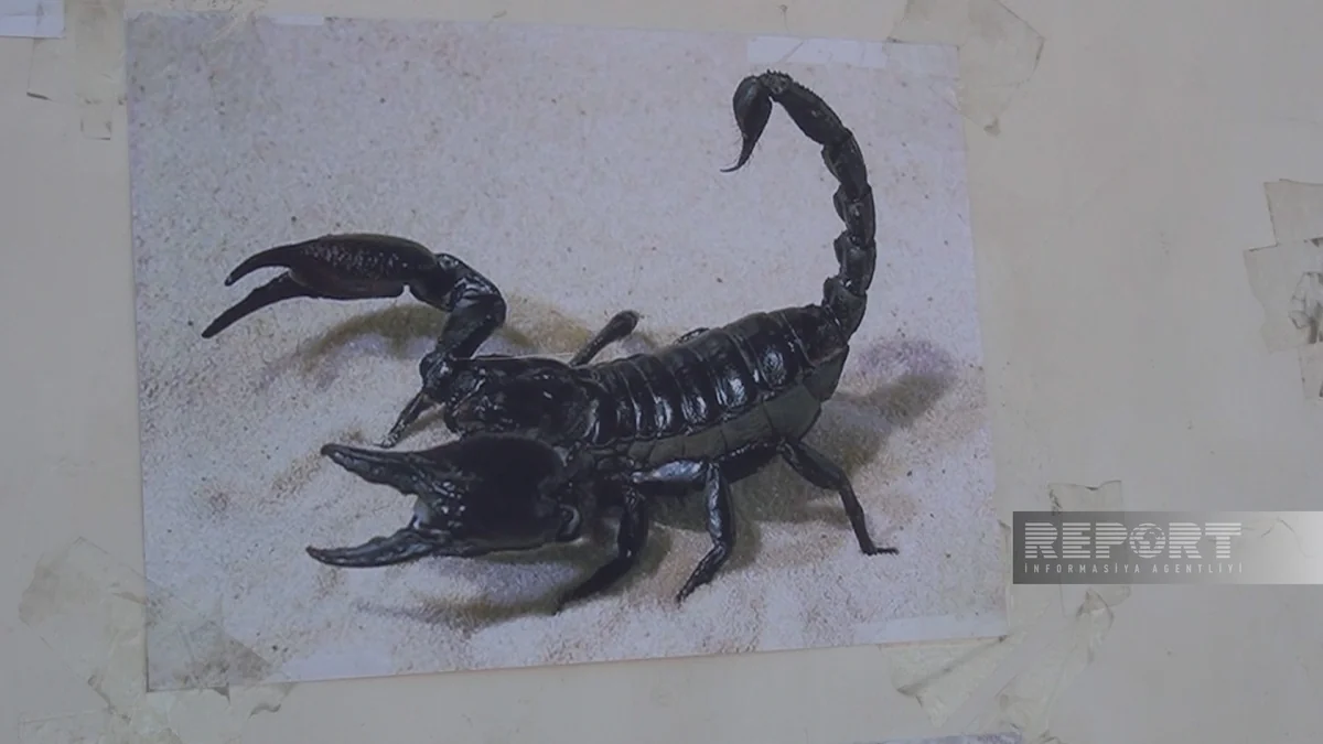 Snakes and poisonous insects hinder demining operations in liberated areas