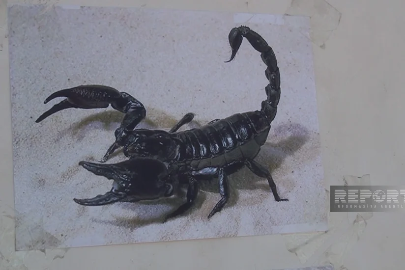 Snakes and poisonous insects hinder demining operations in liberated areas