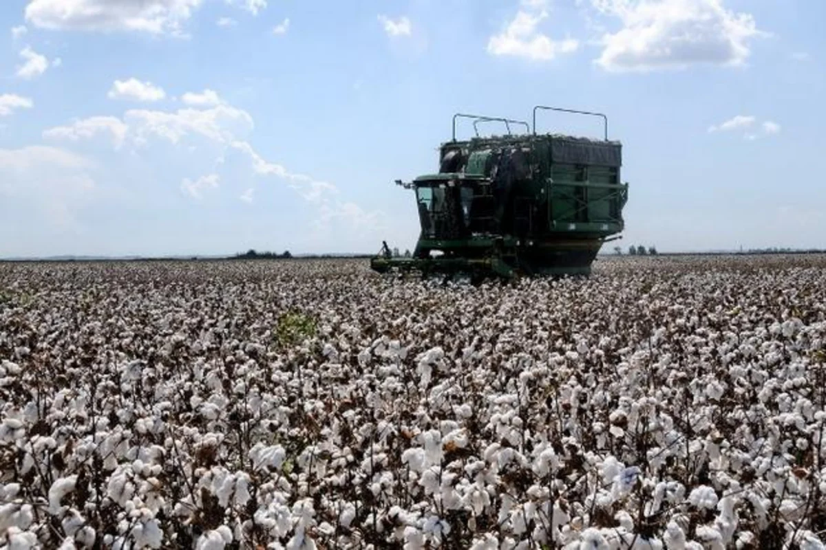 Çin Azərbaycanda pambıqçılığın inkişafına dəstək olacaq