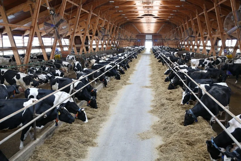 Gürcüstanda azərbaycanlının fermasında kütləvi tələfatla bağlı araşdırmaya başlanıb