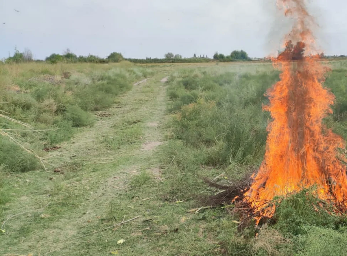 В Гёйчае уничтожено 180 килограммов наркосодержащих растений
