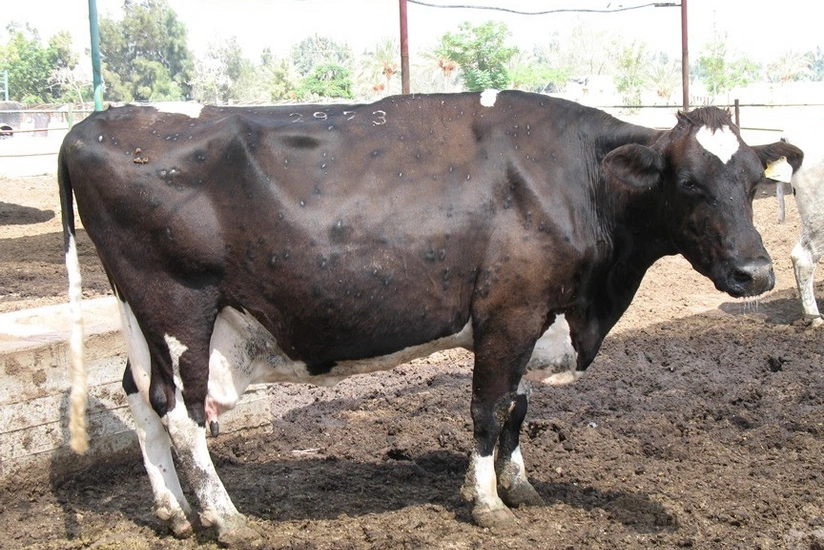 Bu ilin ilk 4 ayında Azərbaycanda nodulyar dermatit xəstəliyinə qarşı 1,6 mln. baş iribuynuzlu heyvanda peyvəndləmə aparılıb
