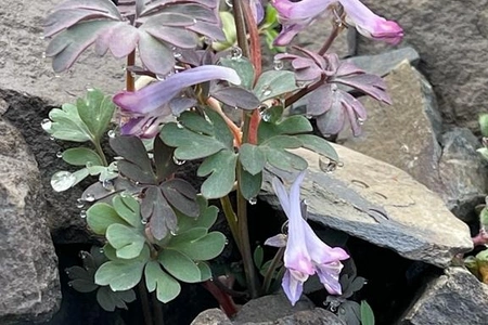 Quba və Qusarda nadir bitki növləri tədqiq edilib