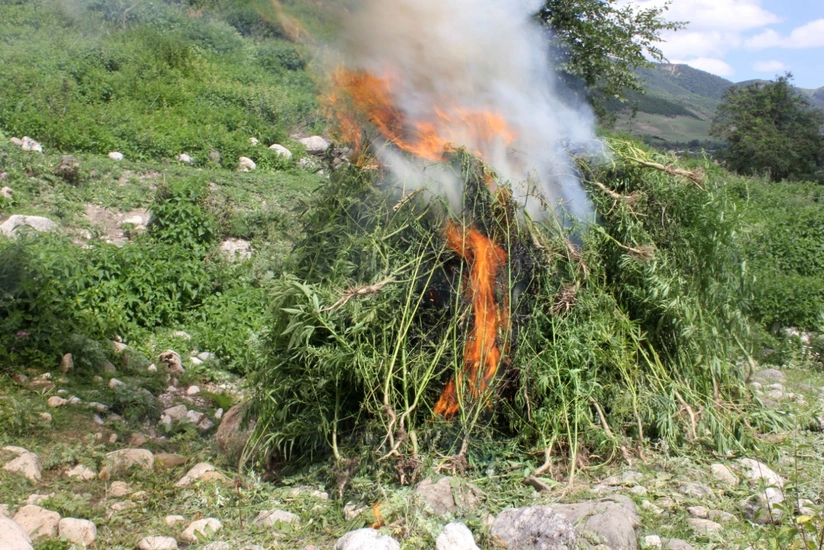 Qaxda 2 ton narkotik vasitə məhv edilib
