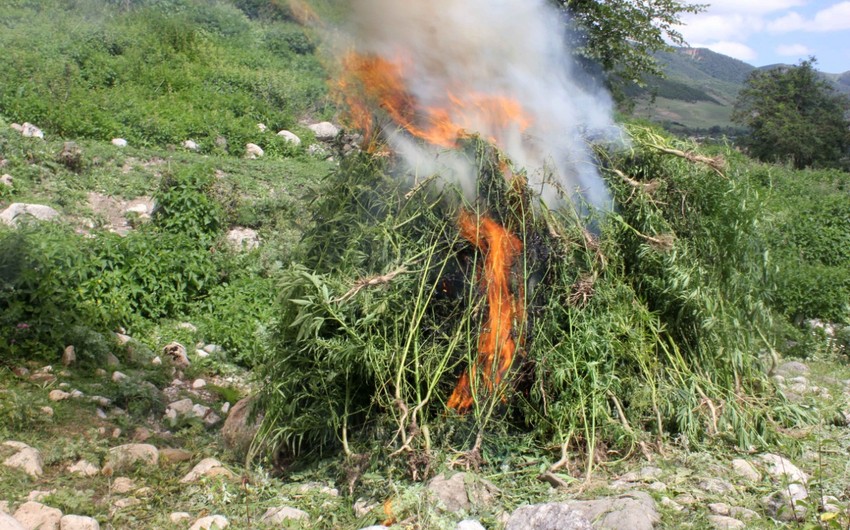 Qaxda 2 ton narkotik vasitə məhv edilib