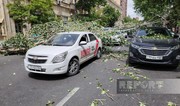 Güclü külək Bakıda ağacı avtomobillərin üzərinə aşırıb