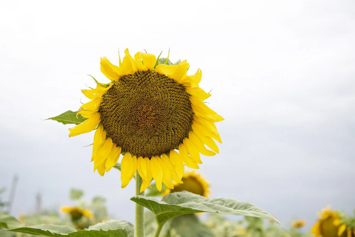 Azərbaycanda günəbaxan yığımına başlanılıb