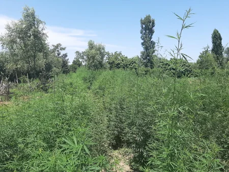 Bərdə və Tərtərdə 5 tondan çox narkotik tərkibli bitkilər aşkarlandı