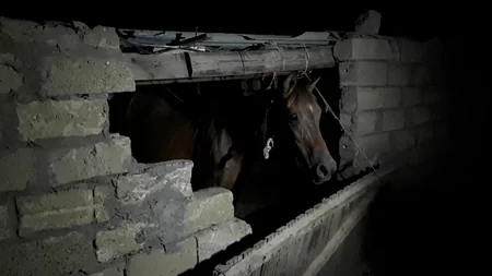 AQTA qanunsuz heyvan kəsimi fəaliyyətinin qarşısını aldı