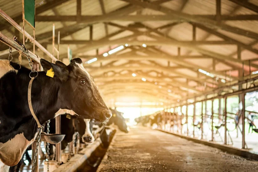 German companies plan to set up farms in Azerbaijan