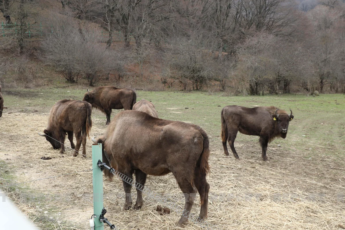 Number of bison announced in Azerbaijan