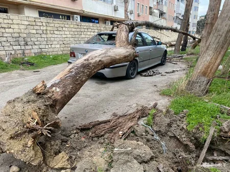 Bakıda xəstəxananın həyətində avtomobilin üzərinə ağac düşdü - FOTO - VİDEO
