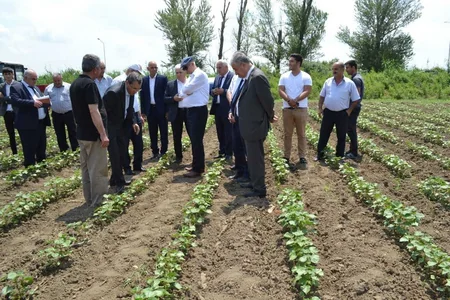 Yevlaxda pambiq səpininə hazırlıq və səpinin səmərəli təşkilinə dair müşavirə keçirilib