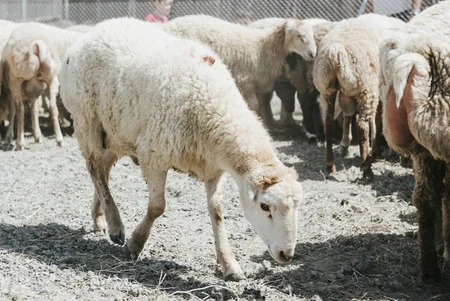 Azərbaycanda Qurban bayramı ilə əlaqədar diri heyvanların satış yarmarkaları fəaliyyətə başlayıb
