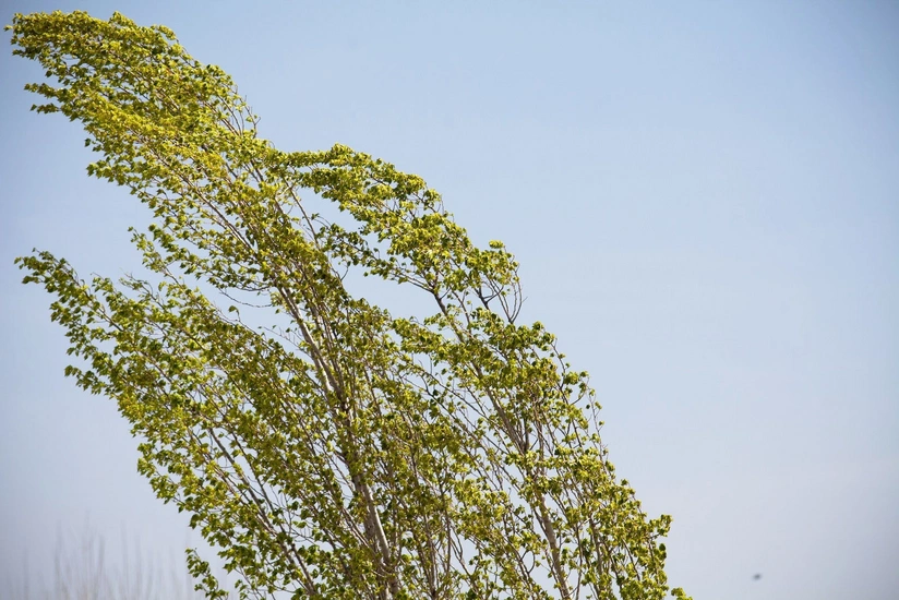 Proqnozlar Bürosu: Növbəti iki gündə Bakıda küləkli hava şəraiti müşahidə olunacaq