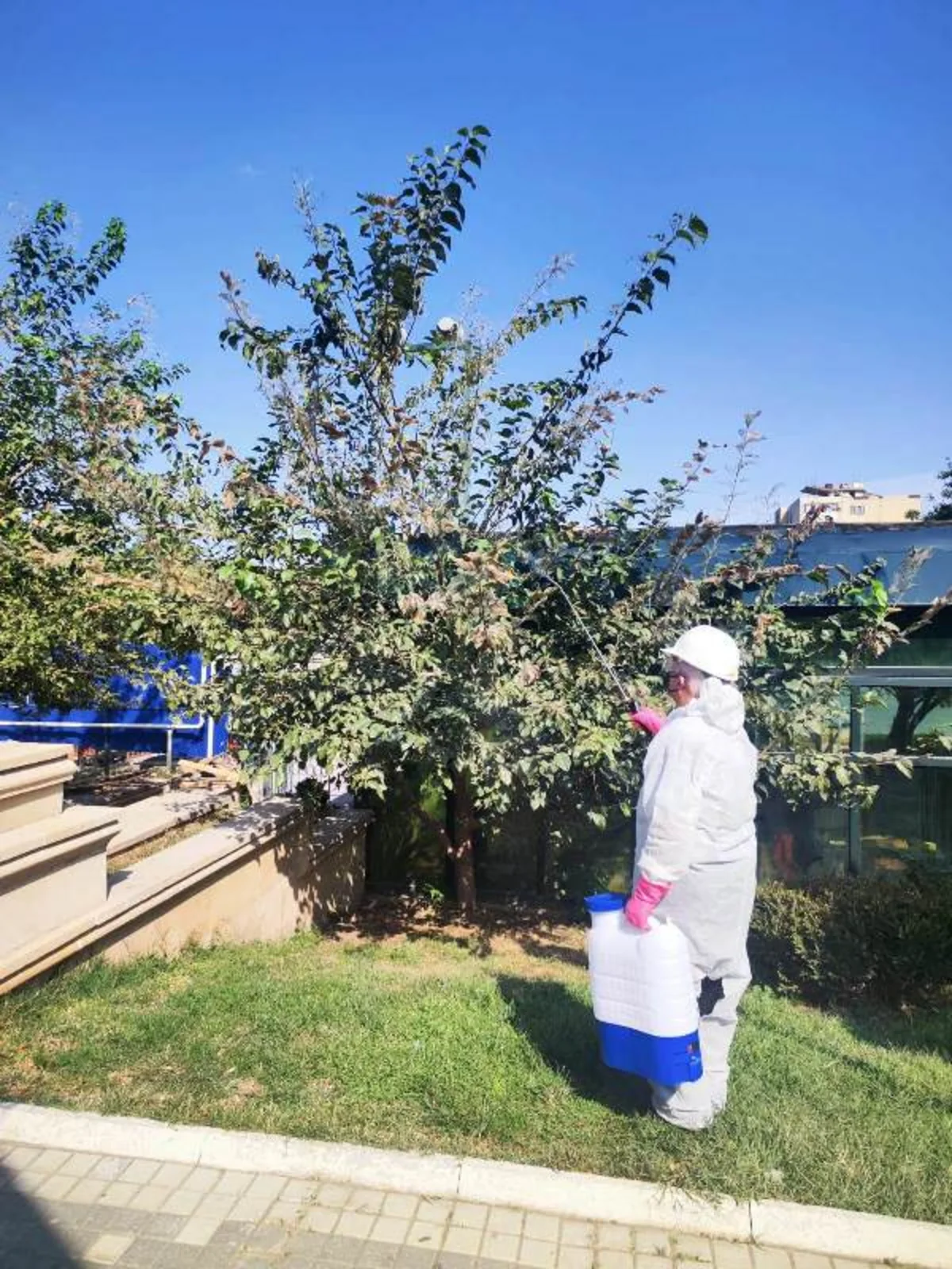 Bakıda ziyanverici həşəratlar aşkarlanıb, dərmanlama işləri həyata keçirilir