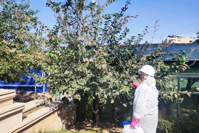 Bakıda ziyanverici həşəratlar aşkarlanıb, dərmanlama işləri həyata keçirilir