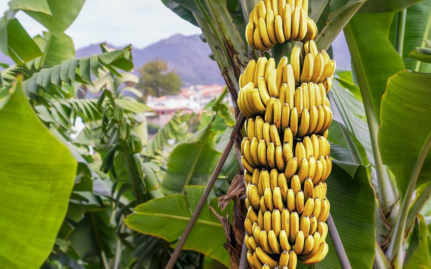 Azərbaycan Tailanddan banan alışını bərpa edib
