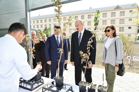 Prezident İlham Əliyev Qubada Meyvəçilik və Çayçılıq Elmi-Tədqiqat İnstitutunun tingçilik müəssisəsi ilə tanış olub - YENİLƏNİB