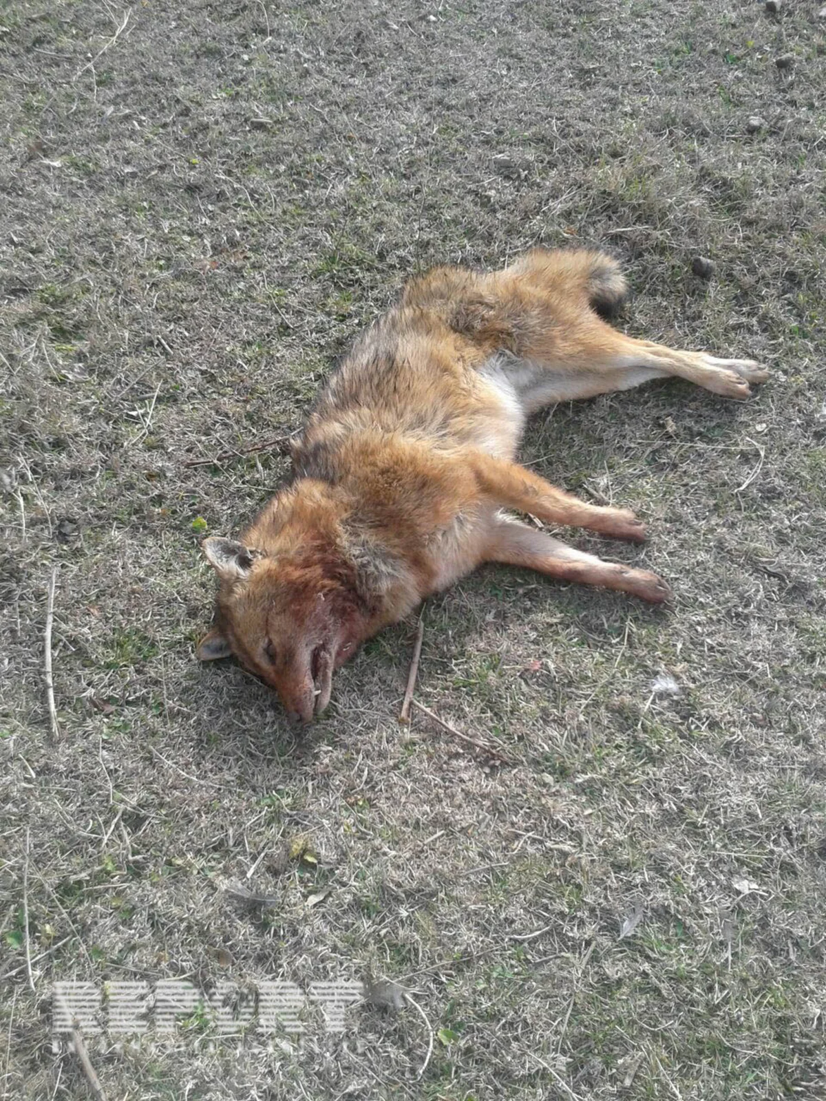 Goranboy rayonunda yırtıcılar kəndə hücum edərək 20-dən çox ev heyvanını parçalayıb - FOTO