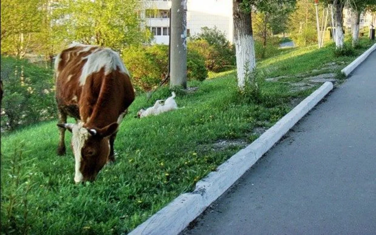 Bakıda inək yol ilə gedən şəxsi vuraraq ağır yaralayıb