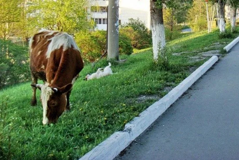 Bakıda inək yol ilə gedən şəxsi vuraraq ağır yaralayıb