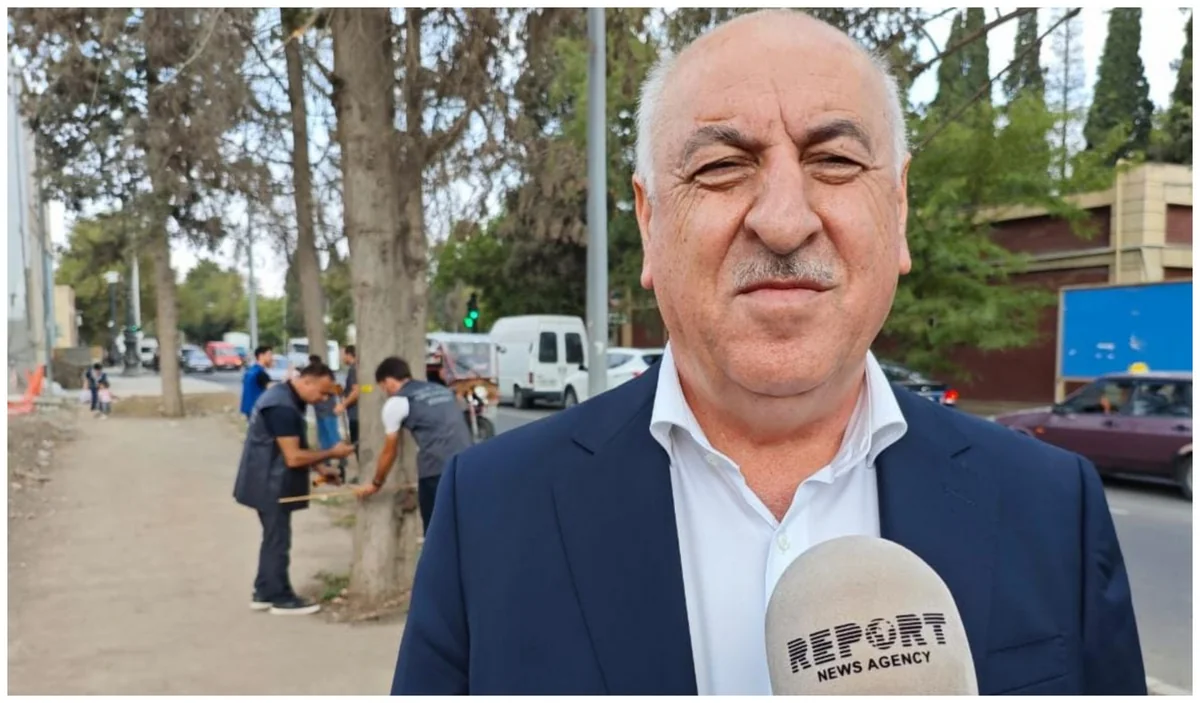 Gəncədə ilk dəfə qurumuş və qəzalı ağaclarla bağlı pilot layihəyə başlanılıb