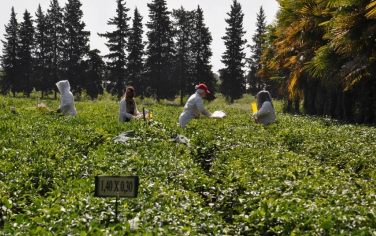 FAO: Azərbaycanda meyvə və çayçılıq üzrə tədqiqatlar davamlı bağçılıq üçün nümunələr yaradır