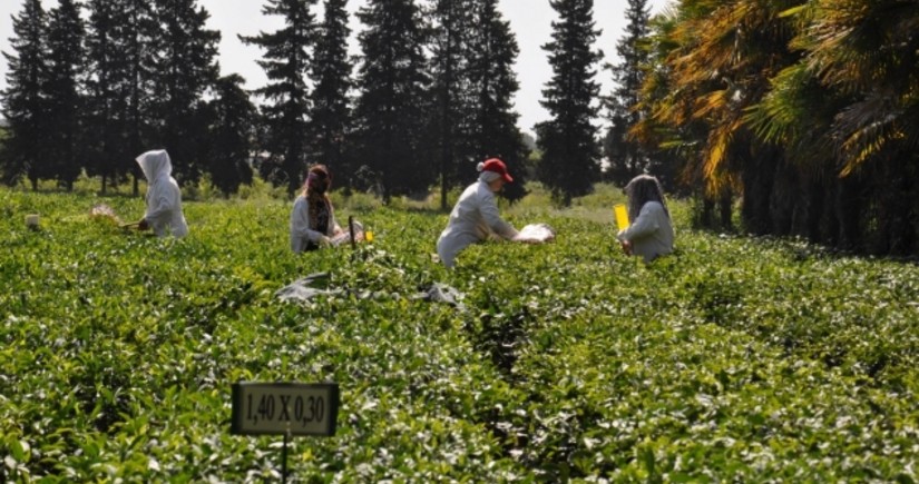 FAO: Azərbaycanda meyvə və çayçılıq üzrə tədqiqatlar davamlı bağçılıq üçün nümunələr yaradır