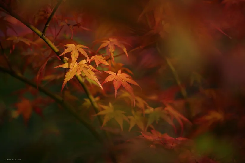 Azərbaycanda sabaha gözlənilən hava şəraiti açıqlanıb