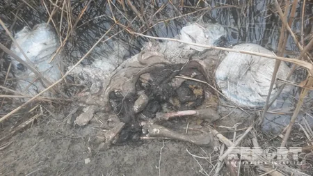 Xaçmaz kanalında çoxlu sayda kəsilmiş at başı aşkar olunub - FOTO