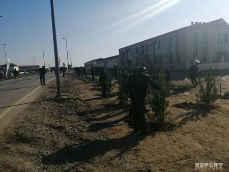 Payız ağacəkmə kampaniyası Şirvan şəhərində davam etdirilib