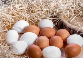 Eggs contain deadly bacteria