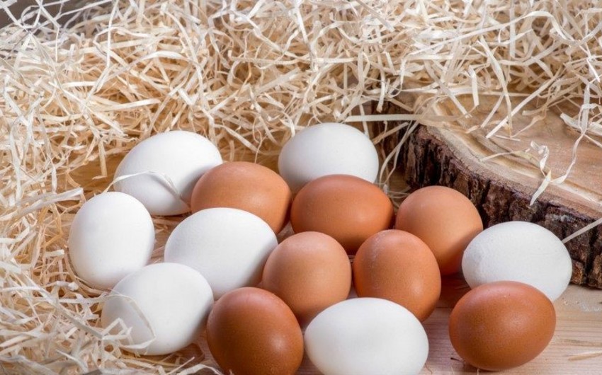 Eggs contain deadly bacteria