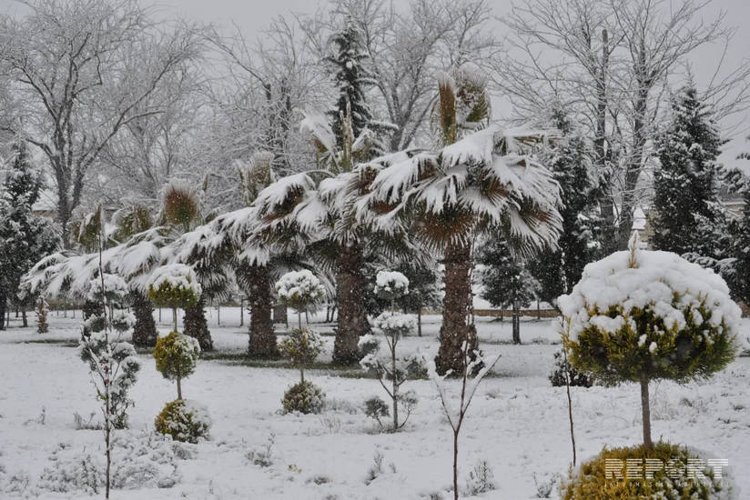 Qarlı-şaxtalı hava Salyan rayonunda bir sıra fəsadlar yaradıb - FOTO